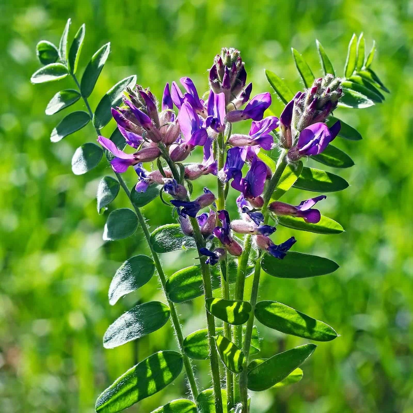 astragalus
