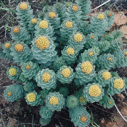 rhodiola